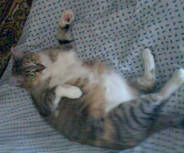 Умер самый толстый кот России Степан. Он жил в Бийске