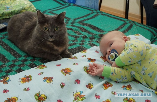 Котовторник 16.04.2013