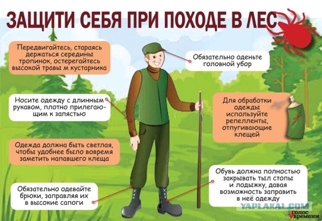 Всё, никаких больше грибов! Укусил клещ