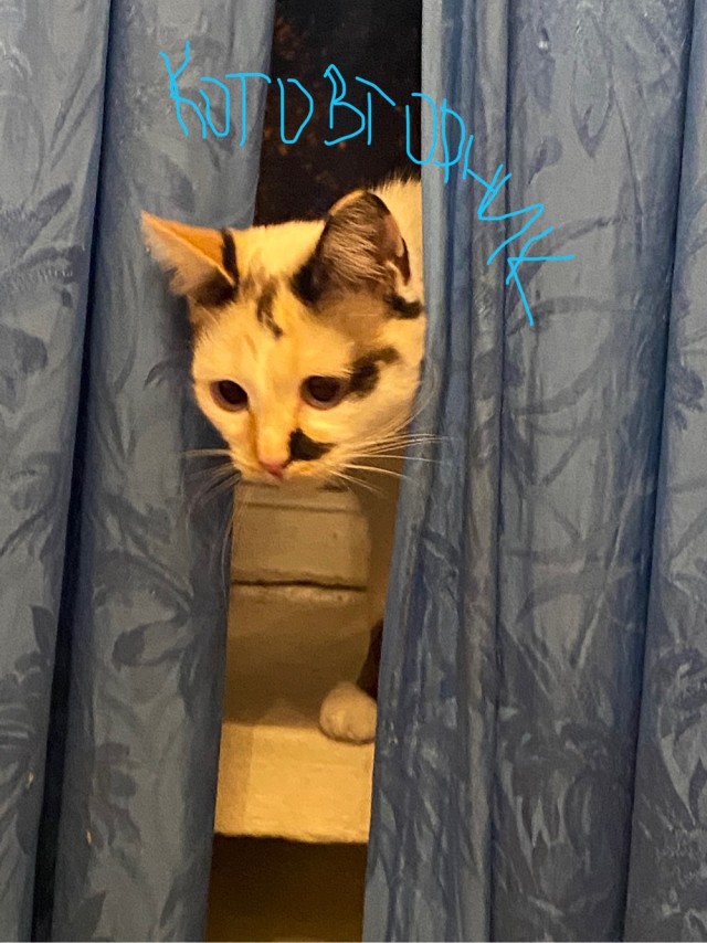 Котовторник 7.11.23