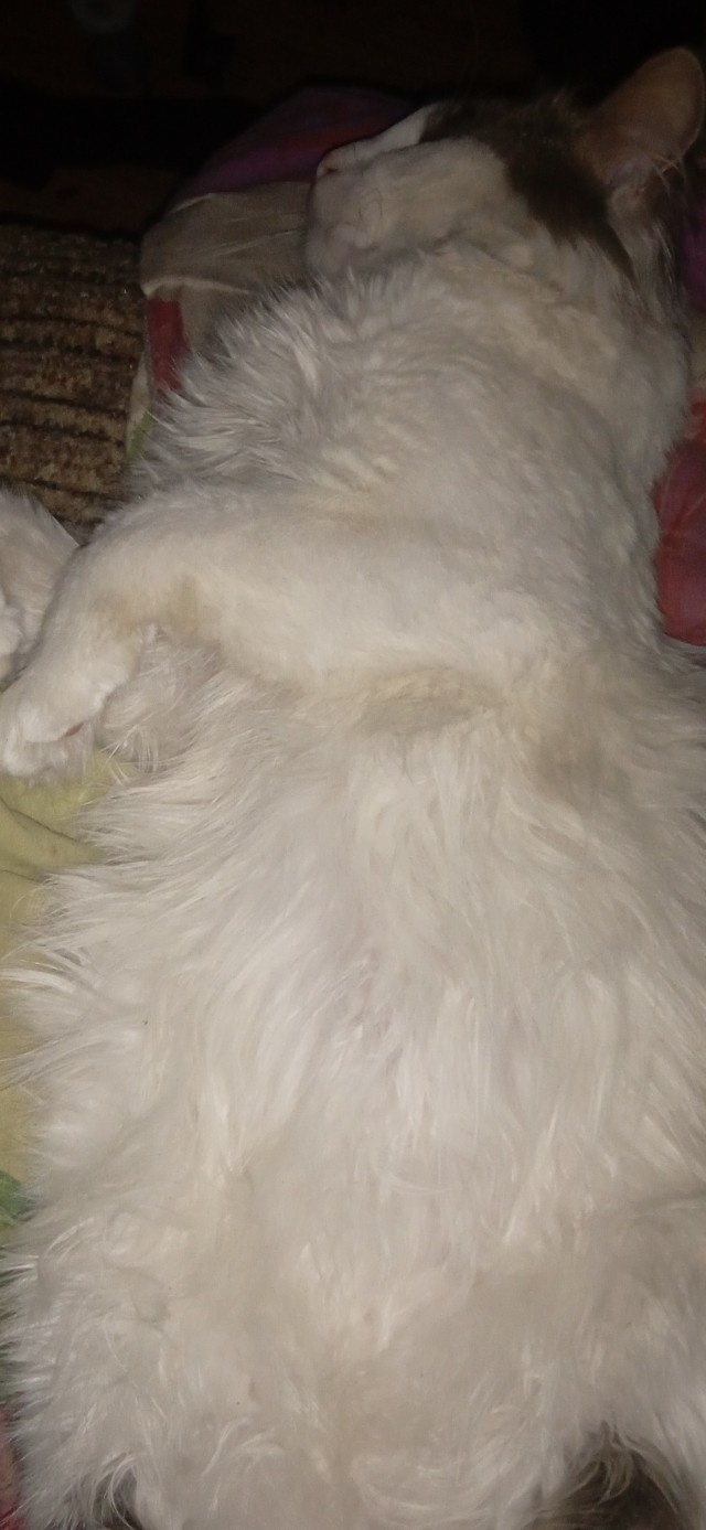 Мой котяра