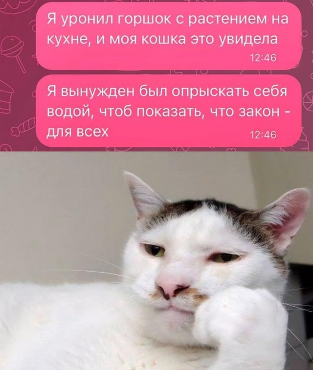 Забавные комментарии из социальных сетей (11.12.23)