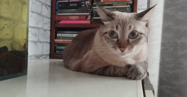 С котовторником ЯПовцы