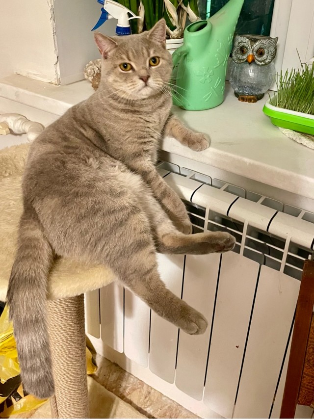 Котовторник уже пришёл?