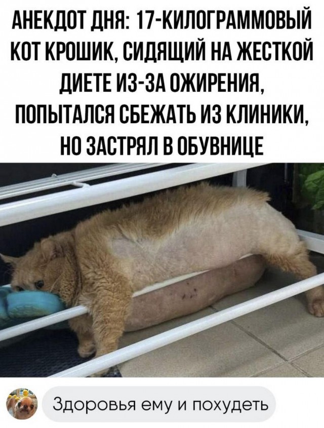Веселые картинки к пятнице (20.09)