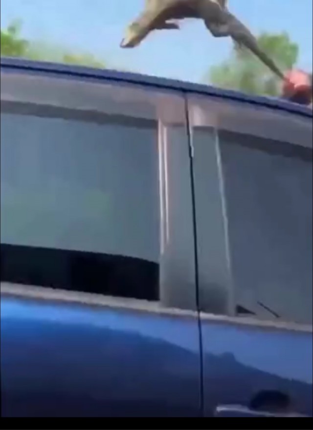 Спасение крокодильчика