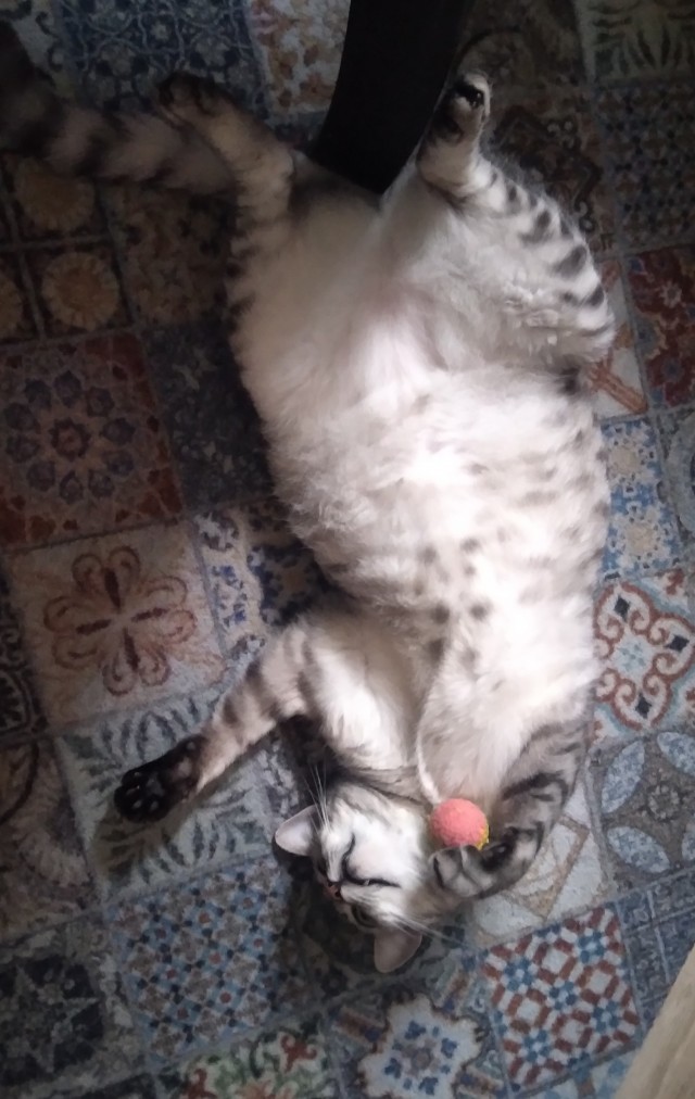 Котэ