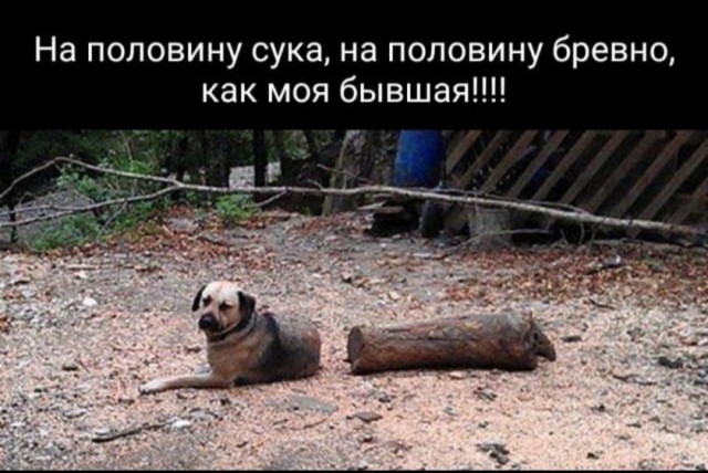 Морда собаки