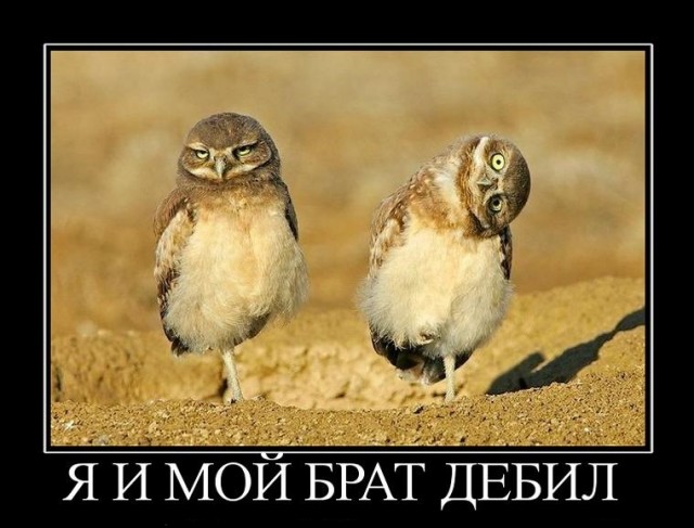 12 самых смешных котов в истории комического конкурса Comedy Pet Photography Awards