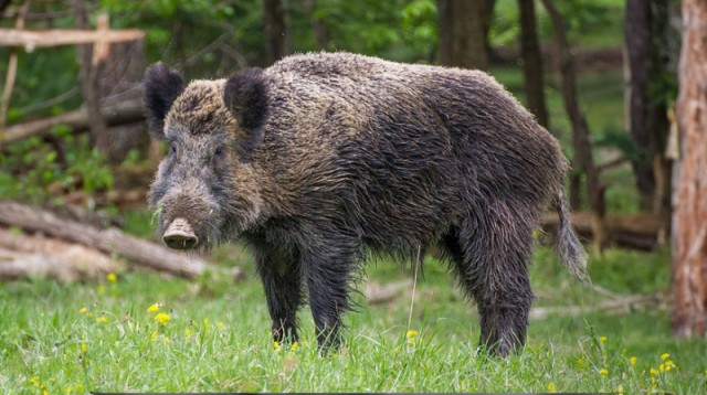 Дикие кабаны умнее и дисциплинированнее, чем кажутся