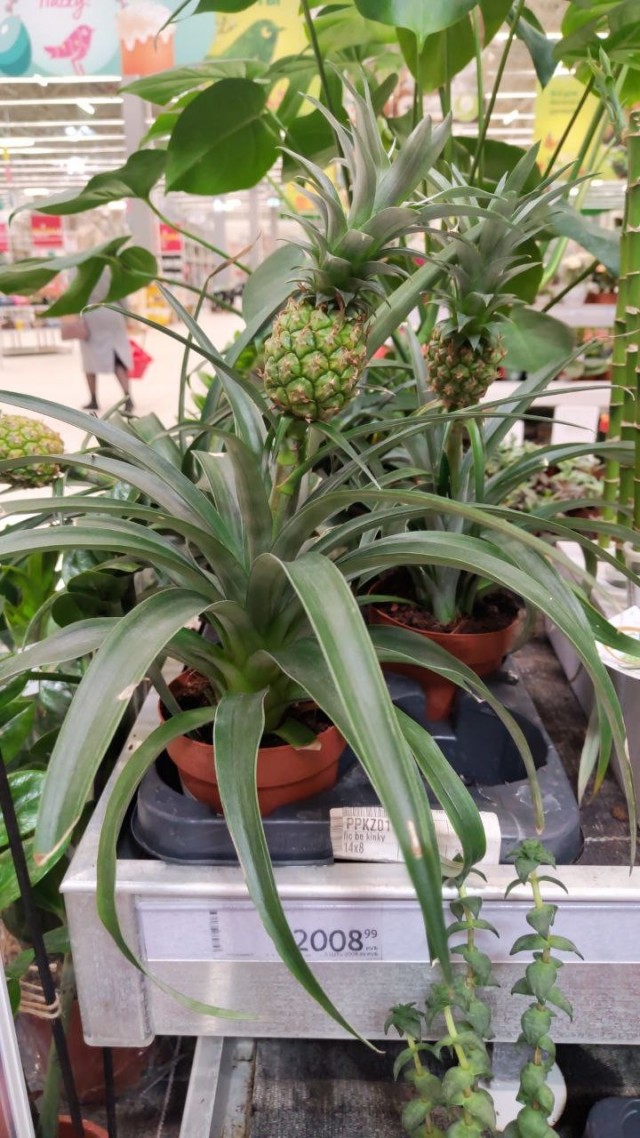 А в Самаре ананас растёт