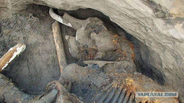 Кладбище мамонтов оказалось складом первобытных охотников