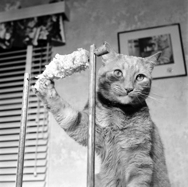 Дневник Домового. Первомай