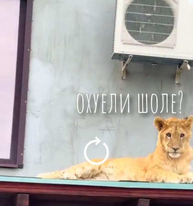 Не кормите котят растишкой