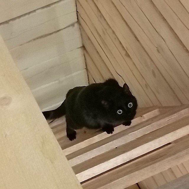 К котовторнику