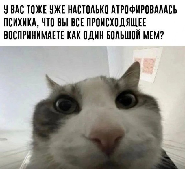 К котовторнику: подборка картинок-баянов с котиками и про котиков. Выпуск 12