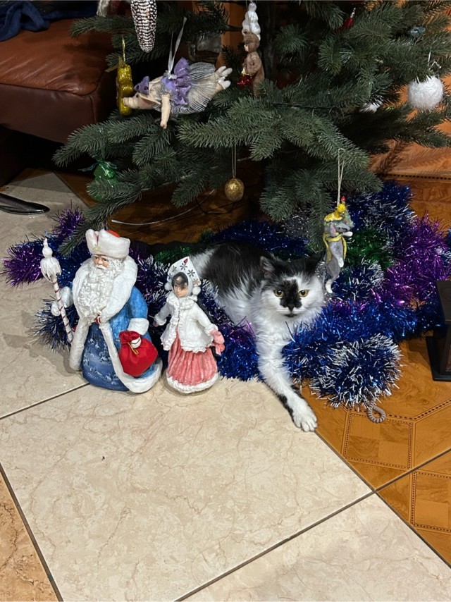 Котовторник ёлочный
