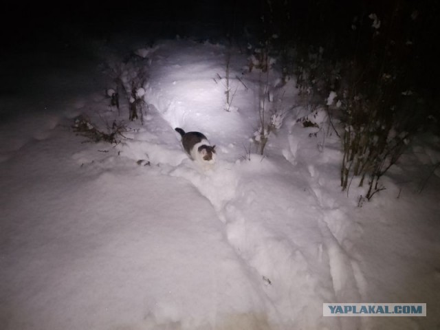 Жизнь домашнего приюта для котеек 568