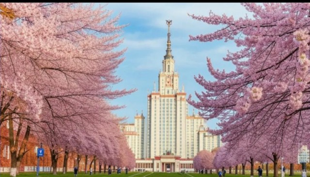 В Токио начался сезон цветения сакуры