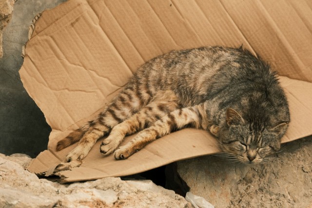 Котовторник из Палермо