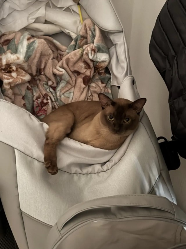 Котовторник
