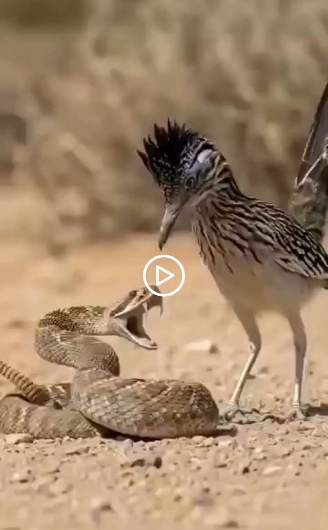 Фаталити