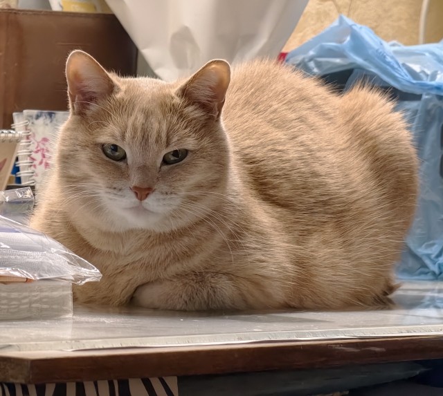 Продолжаем котовторник
