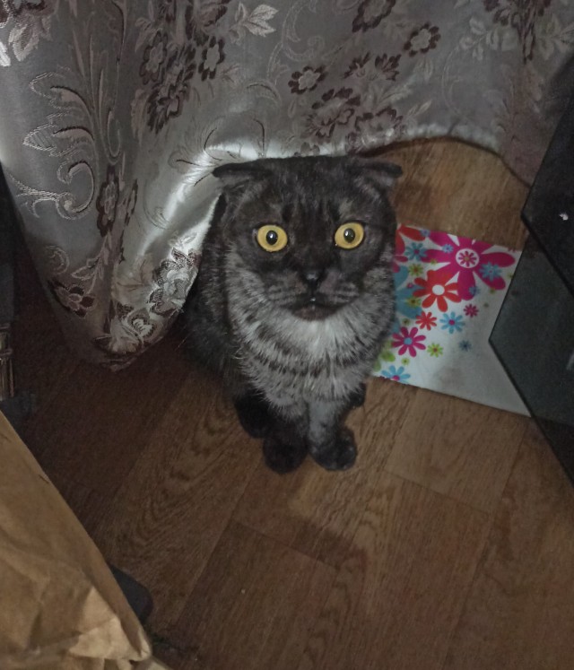 Очередной котовторник