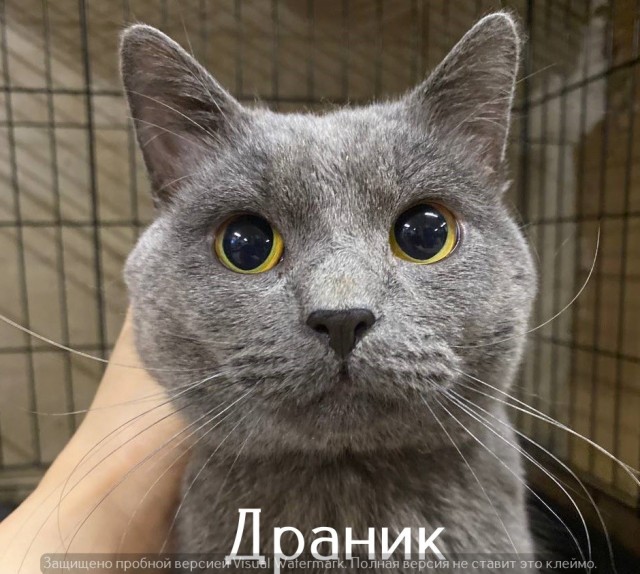 Жизнь домашнего приюта "Котоленд" 565
