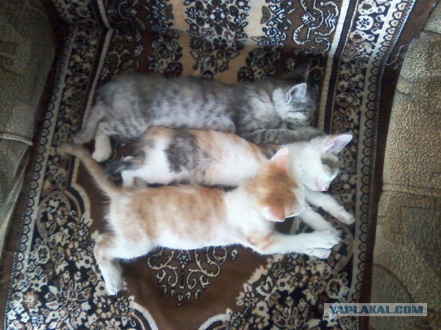 Котовторник 22.10.2013