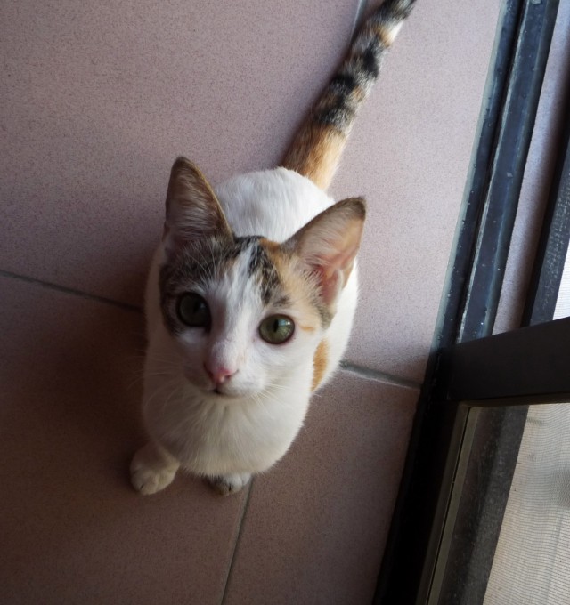 Котовторник 18.03.2014