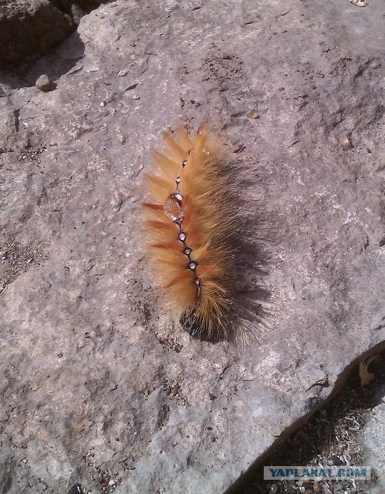 Что за зверь?