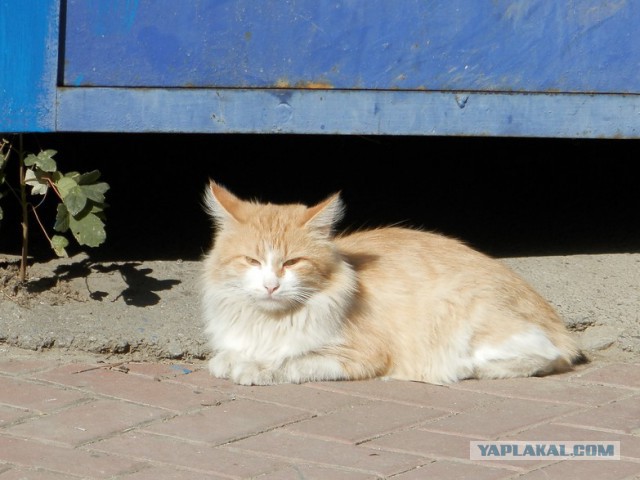 Котовторник 7.10.2014