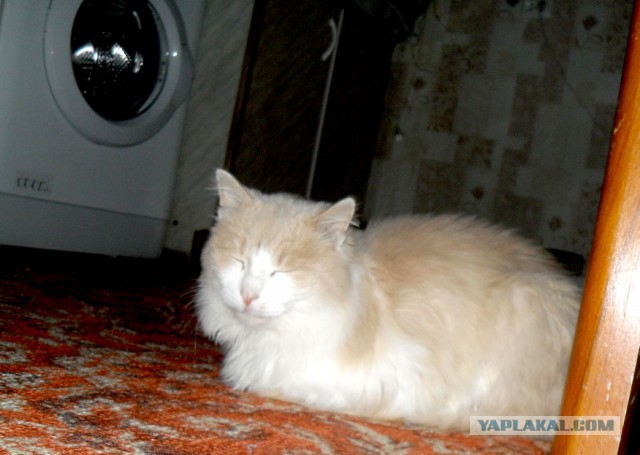 Котовторник 30.12.2014