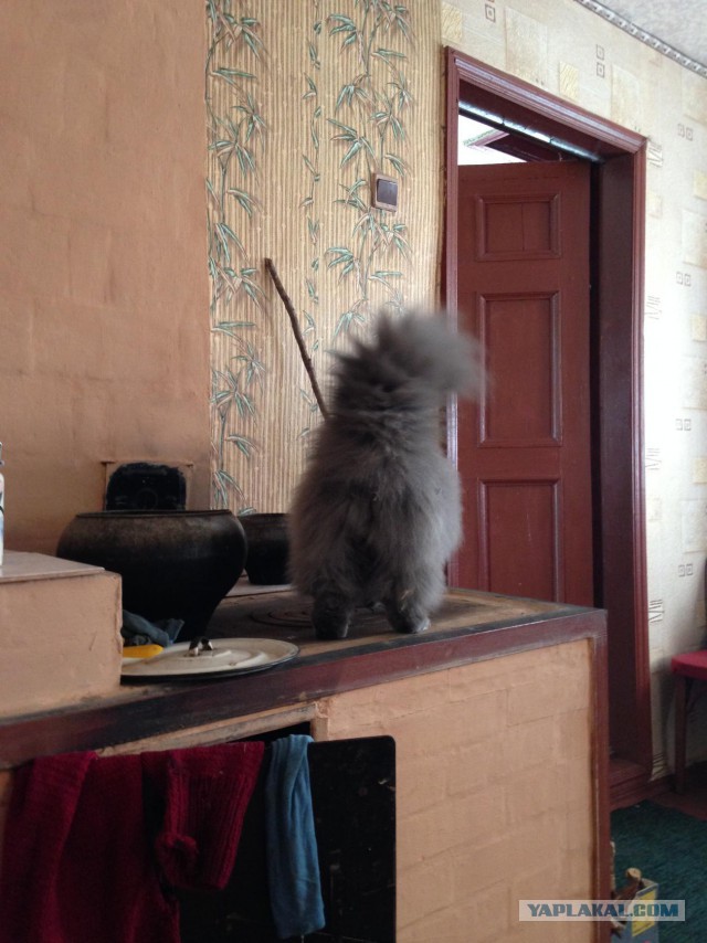 Котовторник 09.06.2015