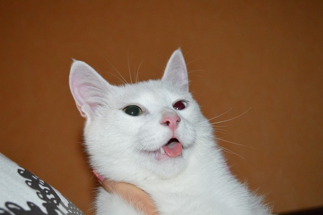 Котовторник 16.06.2015., Котовторник наступил!