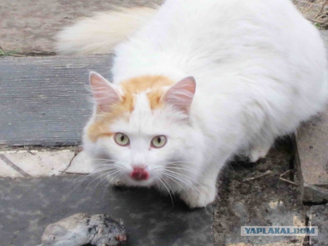Котовторник