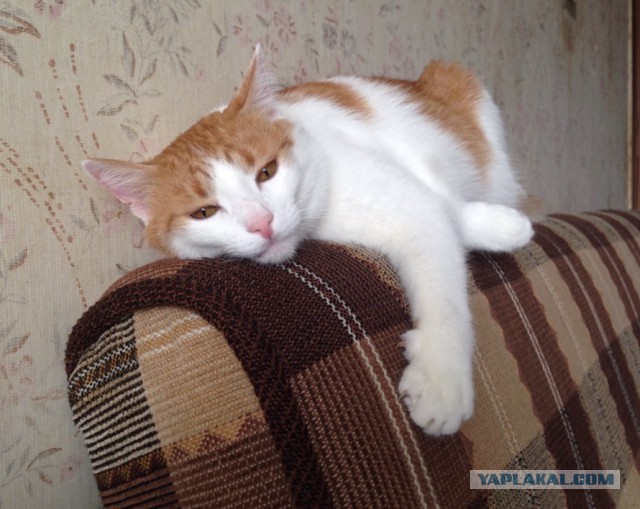 Котовторник  21.07.2015
