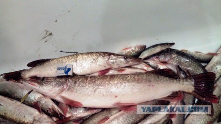 Зятю свезло на рыбалке. А я ленью наказан