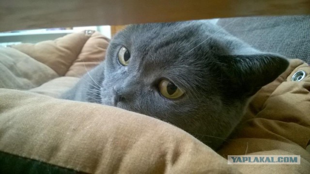 Котовторник 01.12.2015