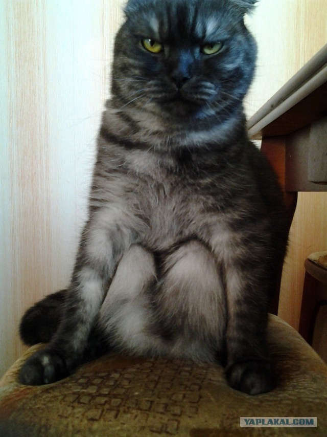 Котовторник 15.12.2015