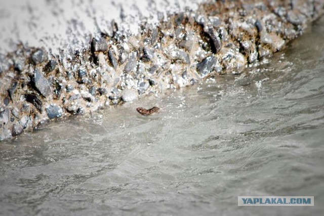 В мире животных: сказка о маленьком, но очень храбром мышонке