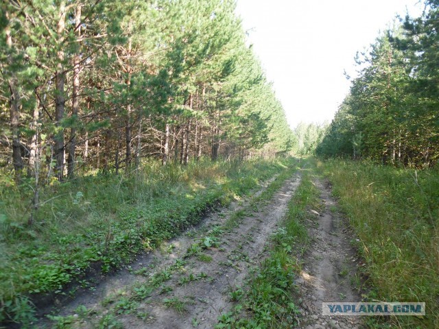 Зарница для старперов