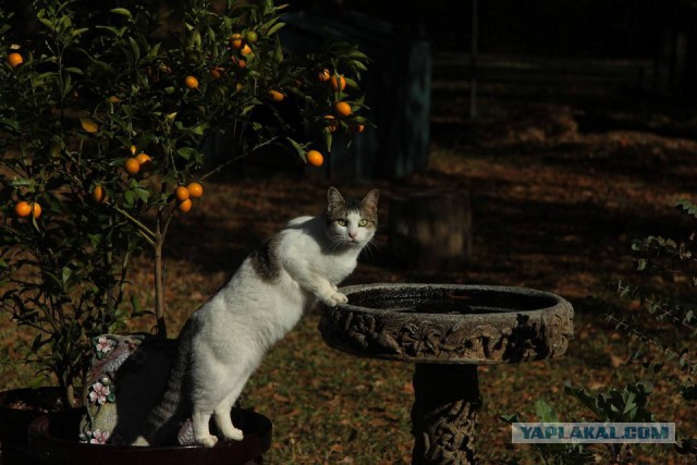 Котовторник  14.02.2017