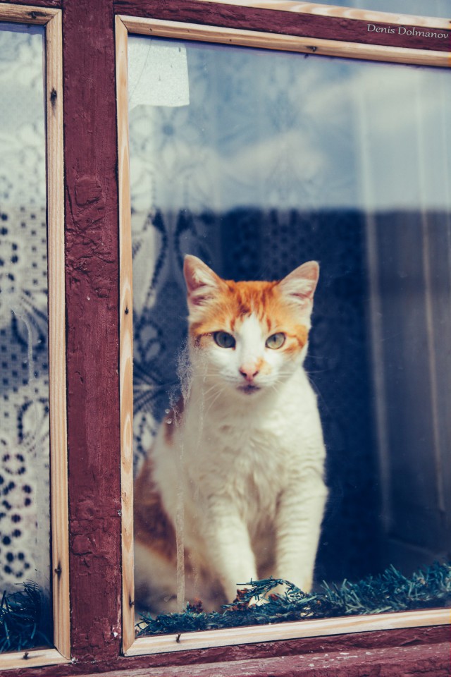 Коты и Кошки