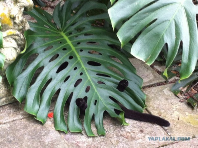 Коты и Кошки