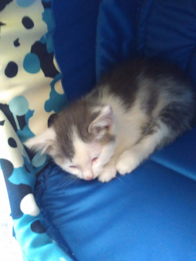 Коты и Кошки