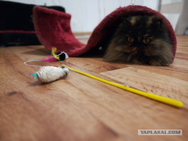 Котовторник 1.08.17
