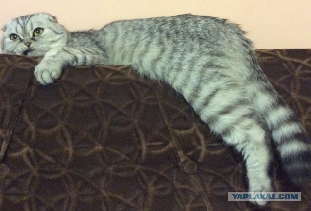 13 ошибок, которые совершают все владельцы домашних животных
