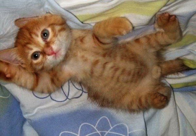 Коты и Кошки